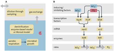 Does It Pay Off to Explicitly Link Functional Gene Expression to Denitrification Rates in Reaction Models?